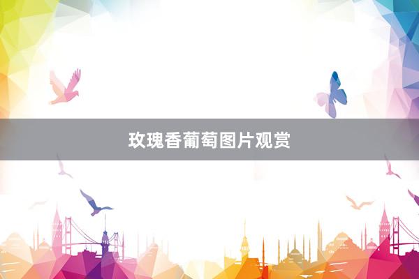 玫瑰香葡萄图片观赏